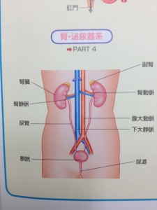 腎臓の位置【堺市整体院エール　図】