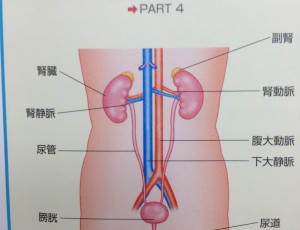 腎臓の位置【堺市整体院エール　図】