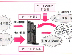 ゲートコントロールとは？