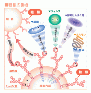 不妊症の原因