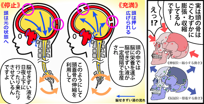 大阪堺市 バランス整体院エール　脳せきずい液（脳のリンパ液）