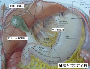 腹膜・筋膜