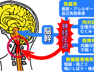 脳幹の流れが低下すると…