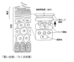 皮膚と心と体の関係【大阪堺市　整体院エール】