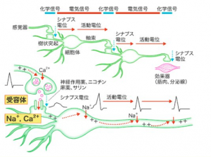 皮膚と心と体【大阪堺市　脳幹整体院エール】