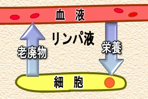 リンパの働き【整体院エール】