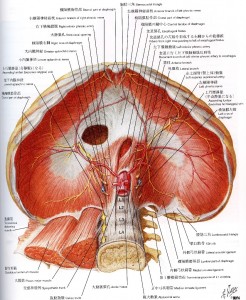 横隔膜　図【堺市/整体院エール】