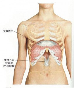 横隔膜正面 図【整体院エール】