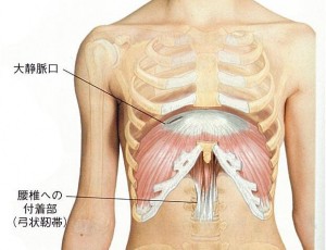 横隔膜正面 図【整体院エール】