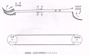 クラニオセイクラル【整体院エール】