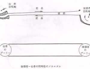 クラニオセイクラル【整体院エール】