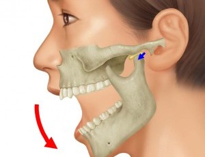 顎関節の仕組み