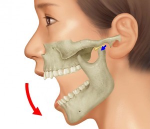 顎関節の仕組み