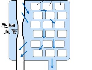 細胞と血液とリンパ【整体院エール】