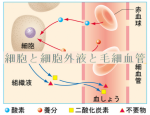 細胞と血液【整体院エール】