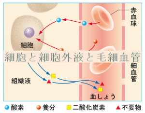 細胞と血液【整体院エール】