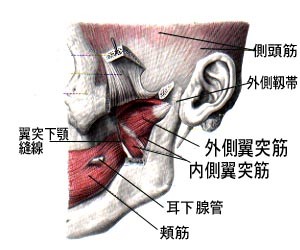 顎関節の筋肉