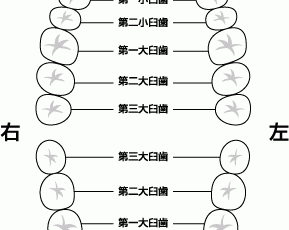 5:2:1の食生活