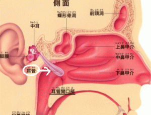 耳管開放症の改善策【大阪堺市 整体院エール】
