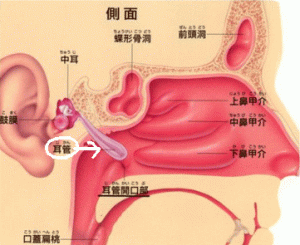 耳管開放症の改善策【大阪堺市 整体院エール】