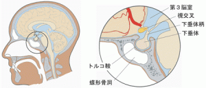 蝶形骨と視床下部【大阪堺　整体院エール】