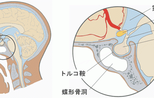 蝶形骨と視床下部【大阪堺　整体院エール】