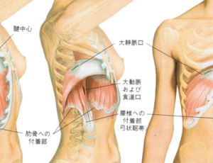 横隔膜と肩こり【整体院エール】