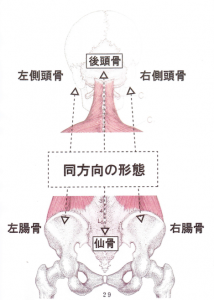側頭骨と腸骨の関係