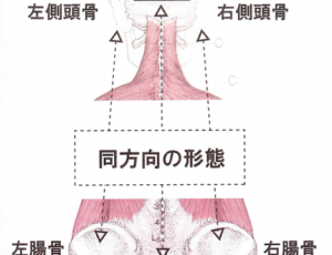 側頭骨と腸骨の関係