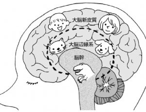 動物脳