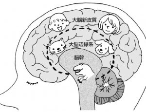 動物脳