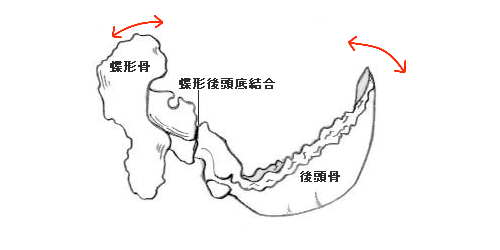 頭蓋仙骨リズムと蝶形後頭底軟骨結合