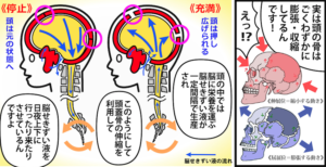 頭蓋仙骨リズム（第１次呼吸）